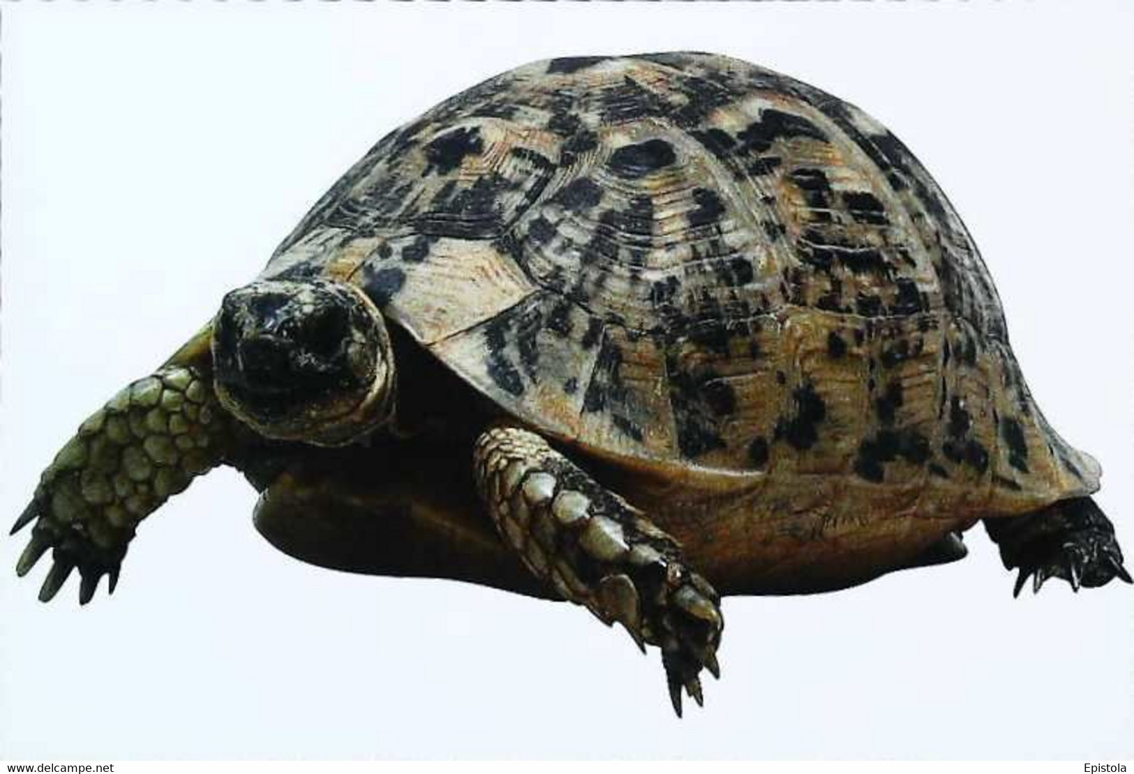 ►Tortue Turtle - Turtles