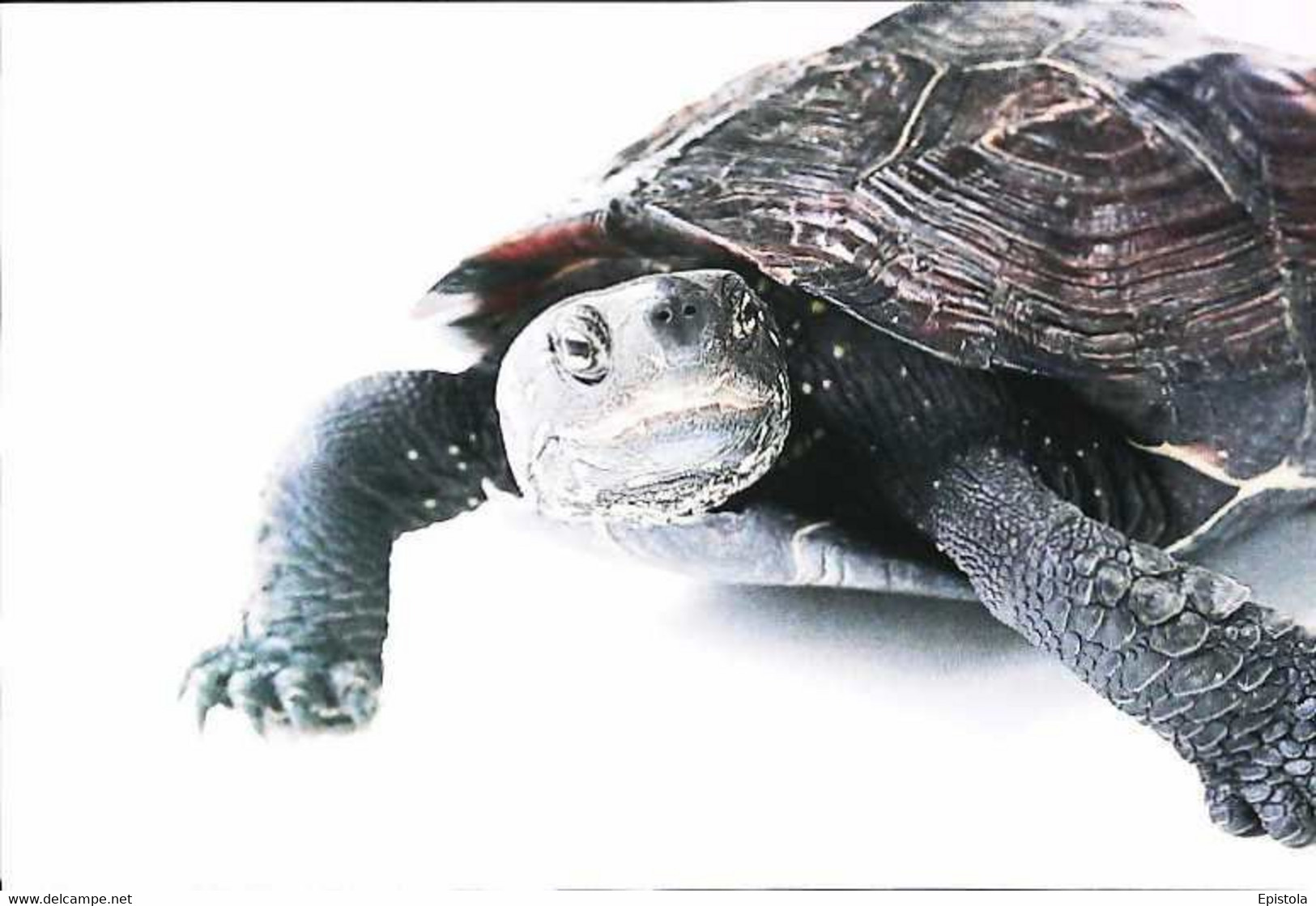 ►Tortue Turtle - Schildkröten