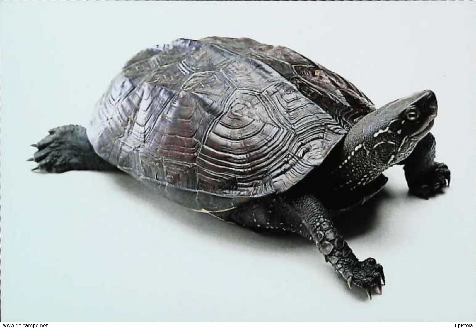 ►Tortue Turtle - Tartarughe