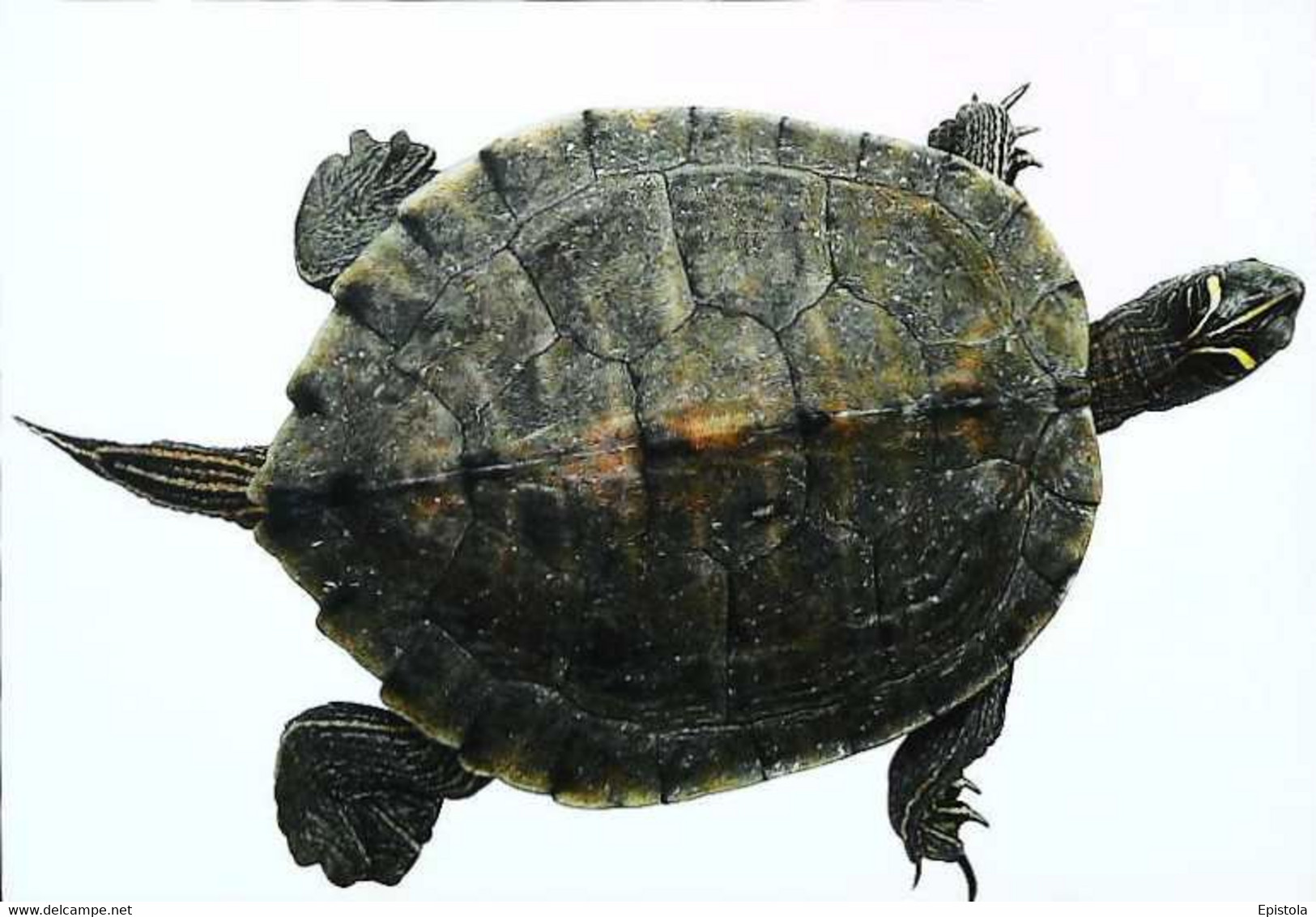 ►Tortue Turtle - Turtles