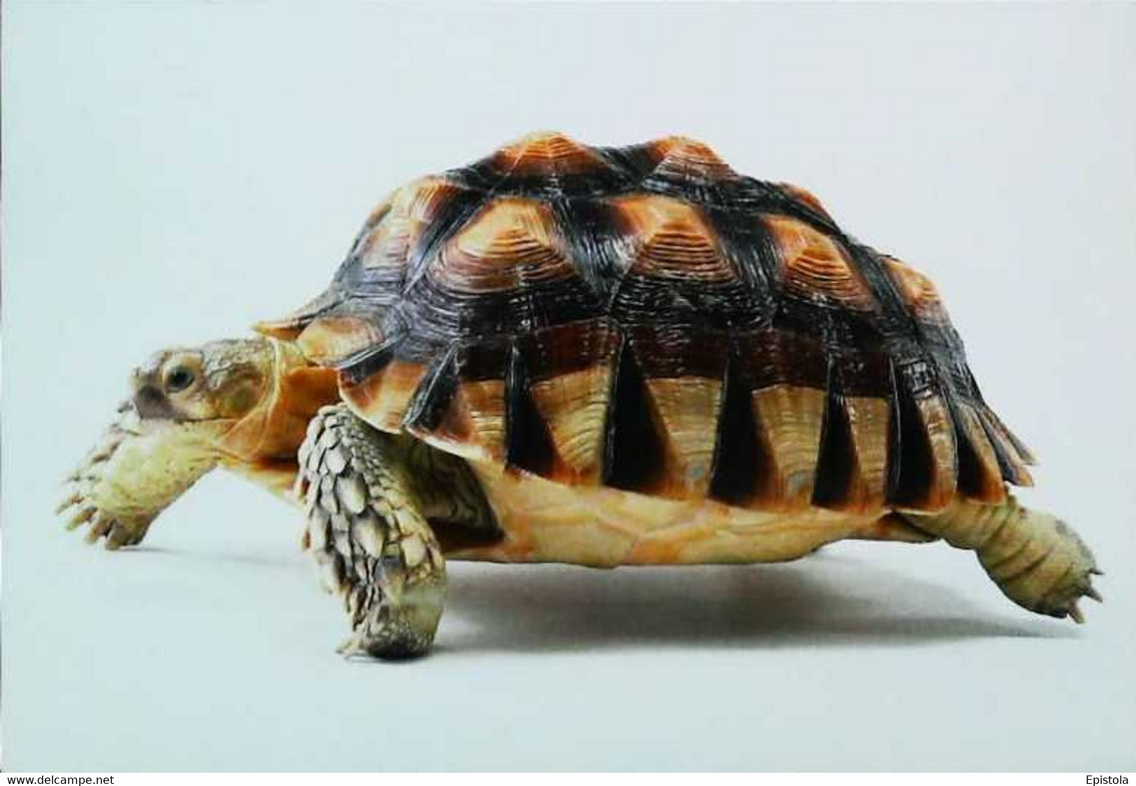 ►Tortue Turtle - Turtles