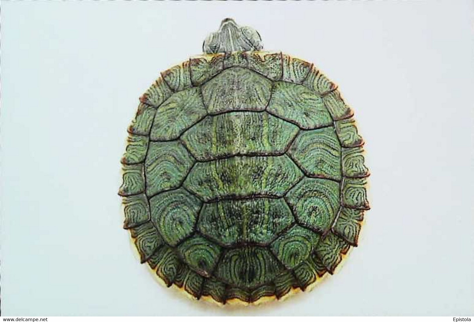 ►Tortue Turtle - Schildkröten