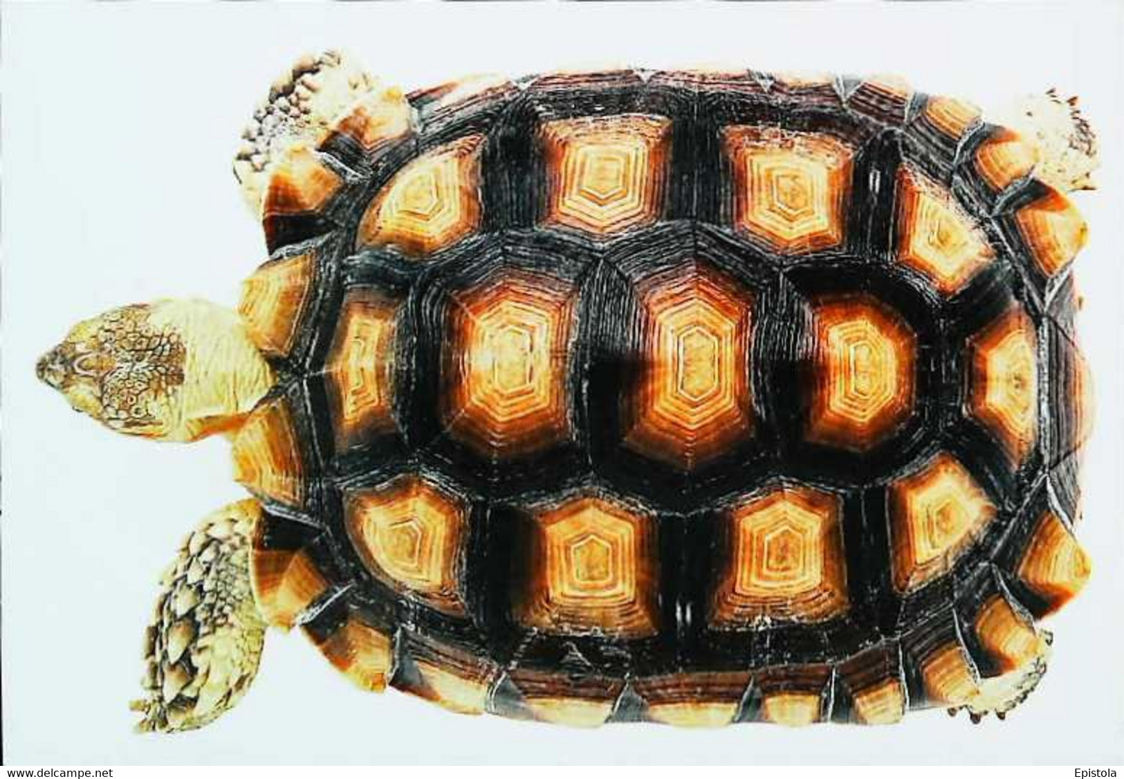 ►Tortue Turtle - Schildkröten