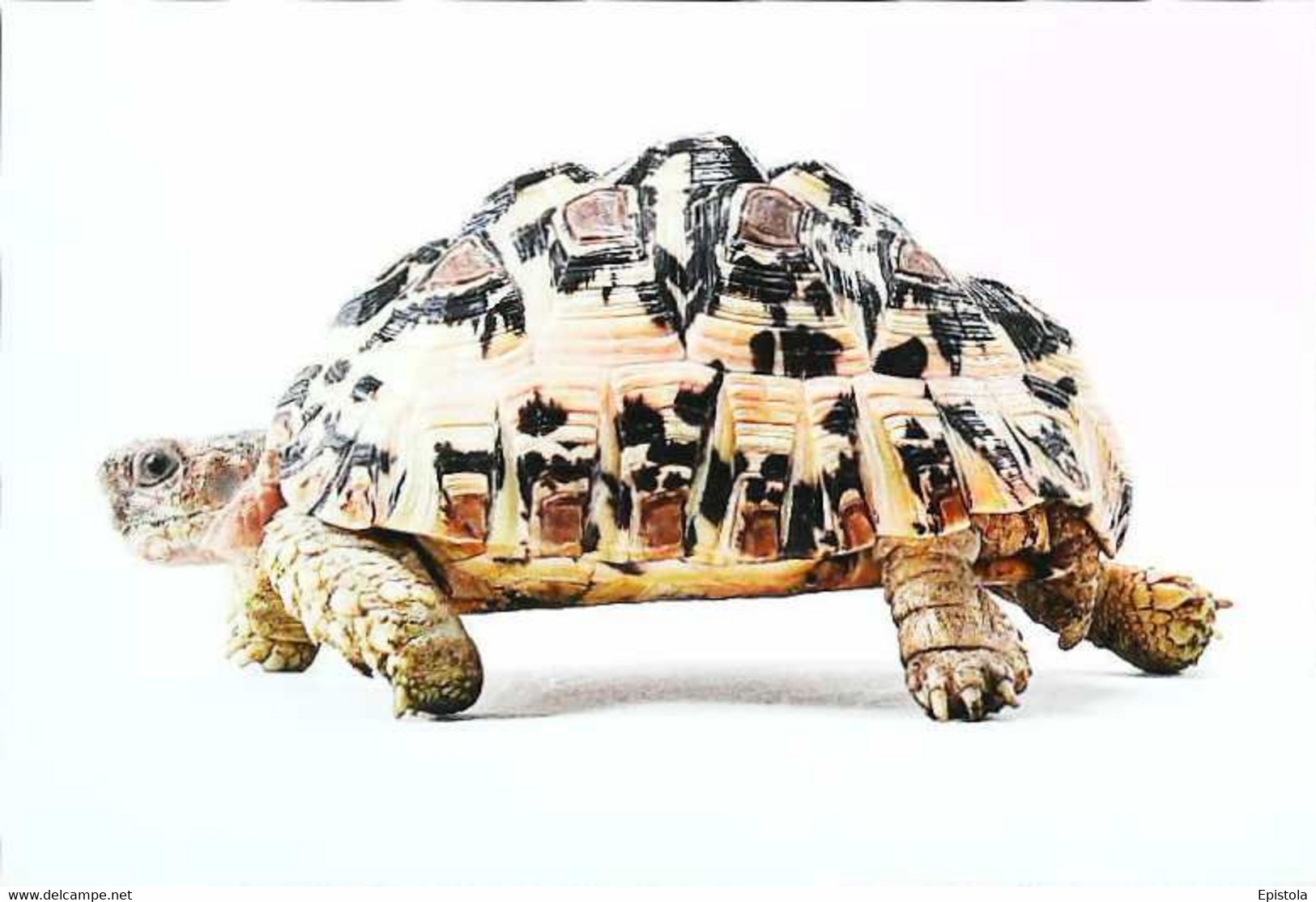 ►Tortue Turtle - Turtles