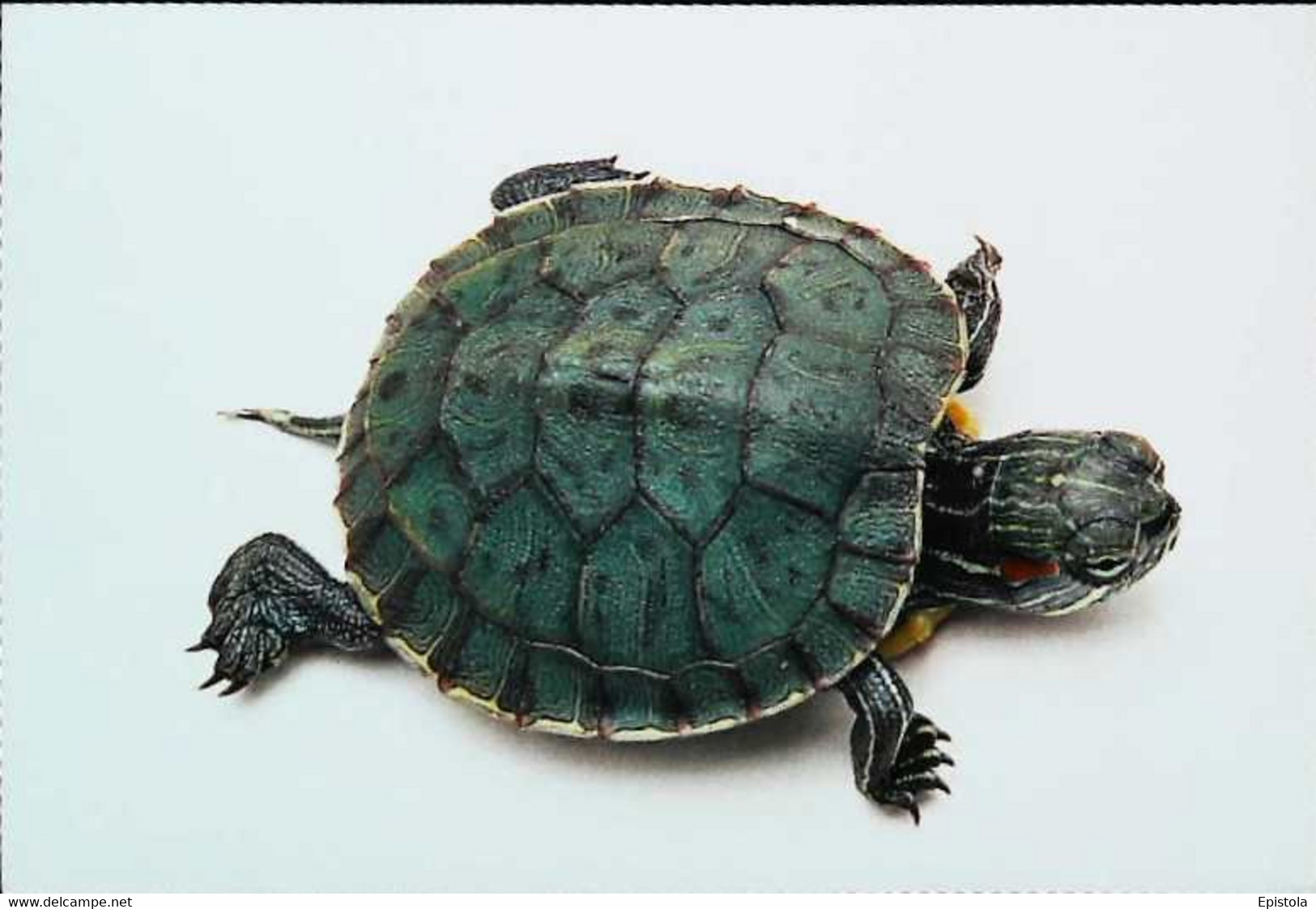 ►Tortue Turtle - Schildkröten