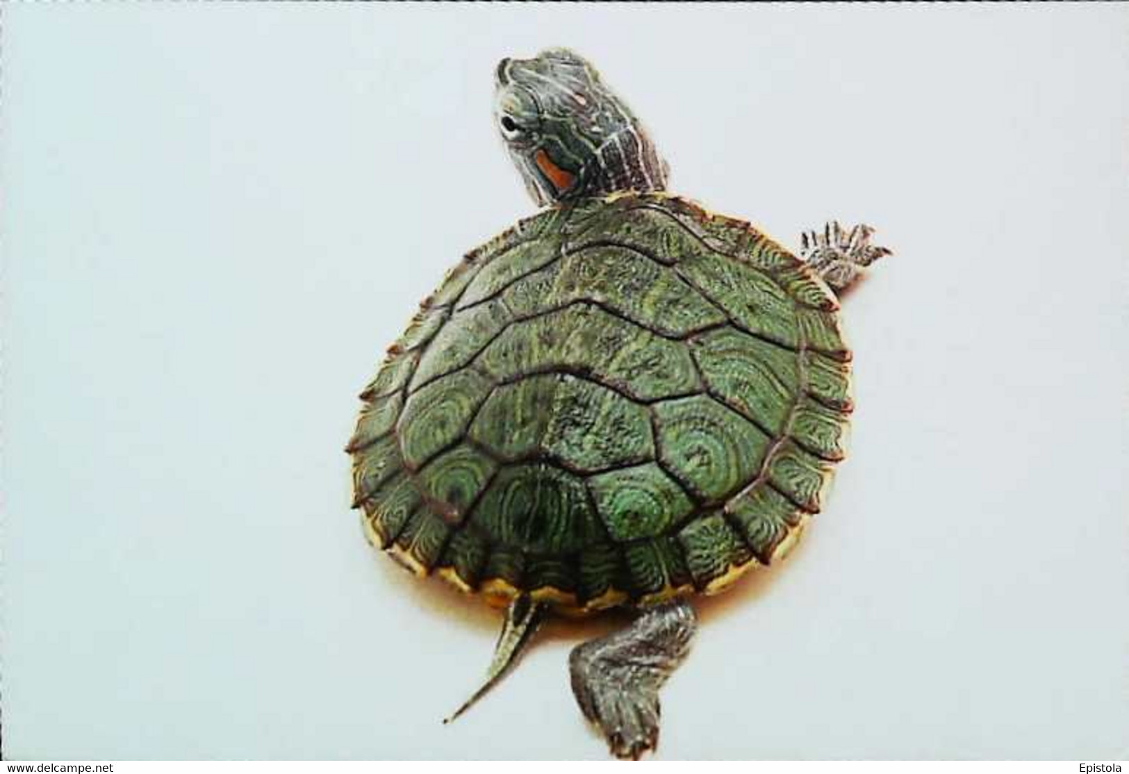 ►Tortue Turtle - Tartarughe