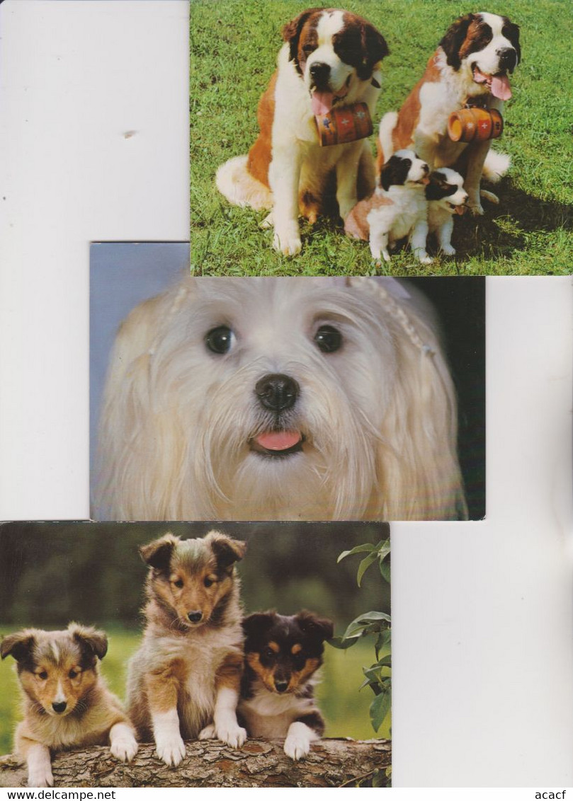 Lot 100 CPM De Chiens - - 100 - 499 Postales