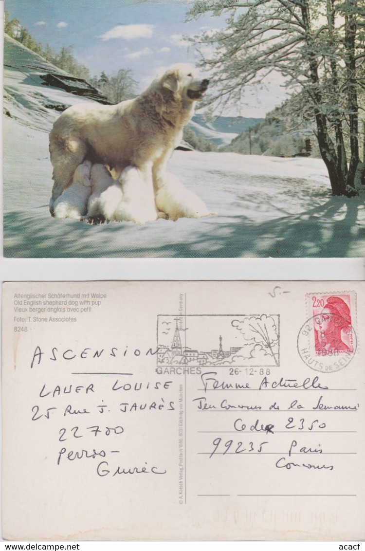 Lot 100 CPM De Chiens - - 100 - 499 Postales