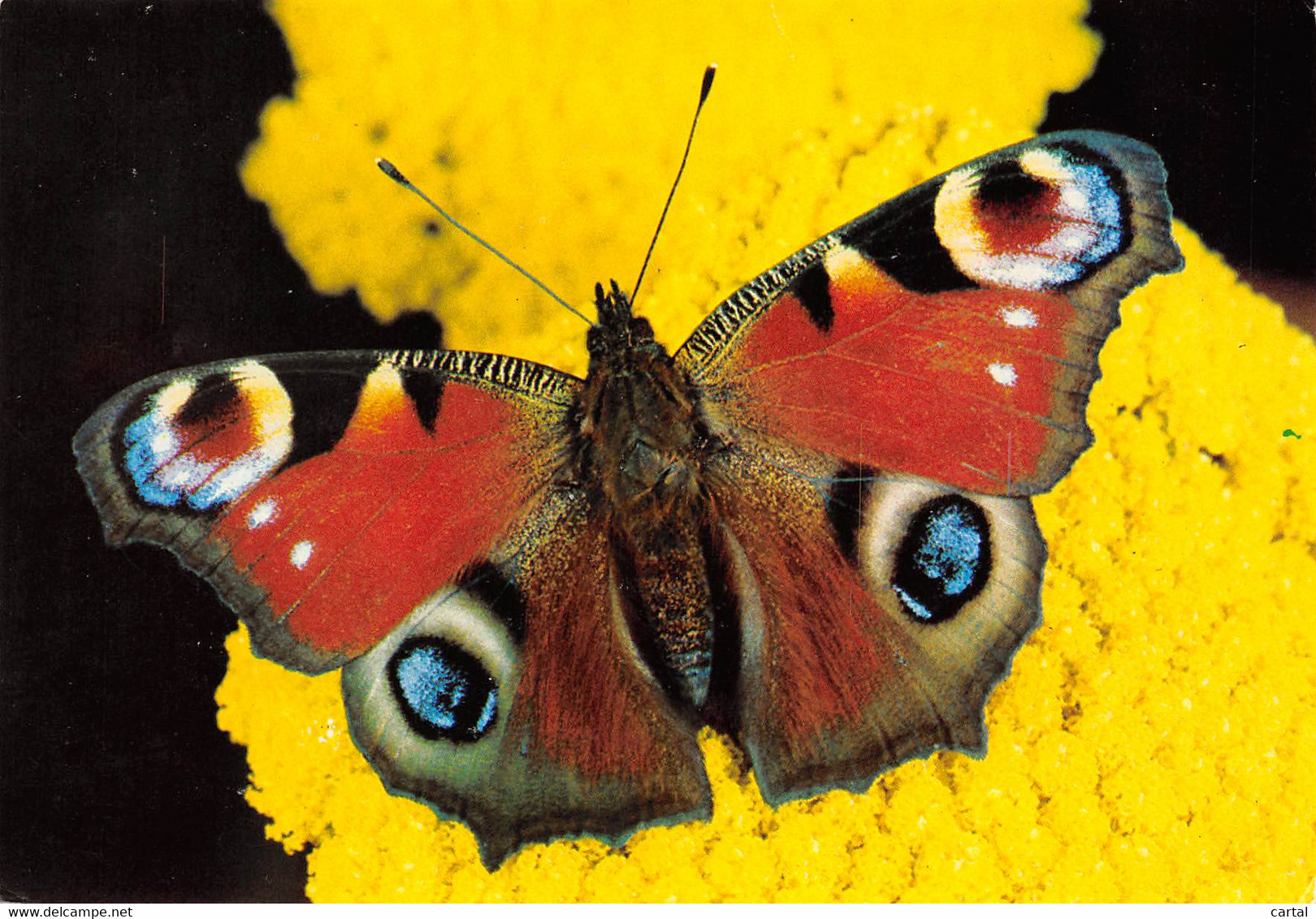 CPM - PAON Du JOUR - INACHIS IO - Famille Des Nymphalidae - Papillons