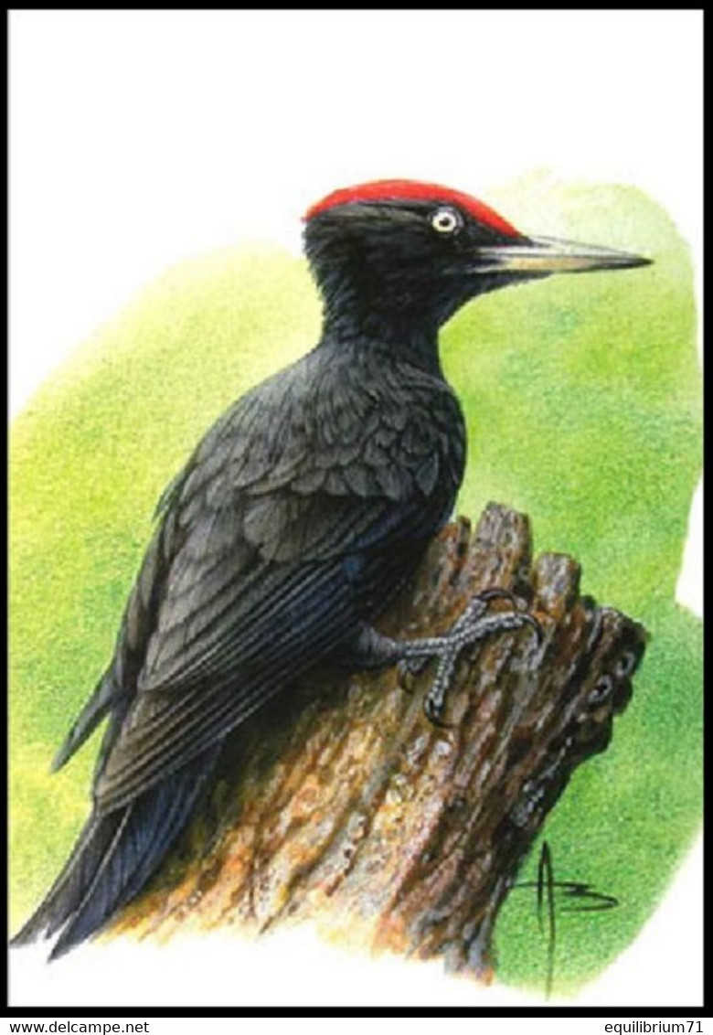 Cartes Maximum / Maximumkaart Blanco ** - 3939 - BUZIN - Pic-noir / Zwarte Specht / Specht / Woodpecker - 2001-2010