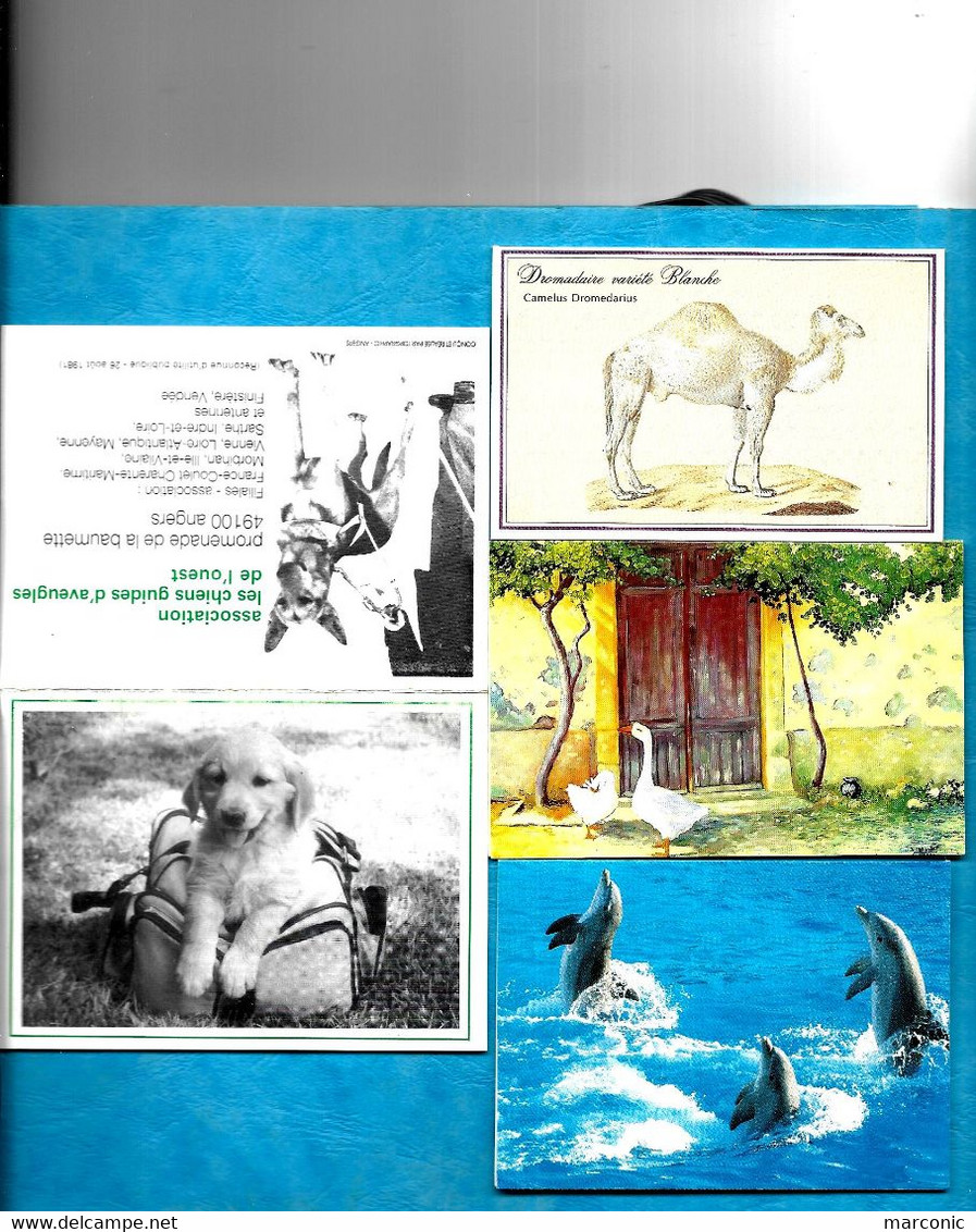 LOT De 9 Petits Calendriers - ANIMAUX, Paon, Oiseaux, Papillons, Dromadaire, Chien, Oie, Dauphin - Petit Format : 1991-00