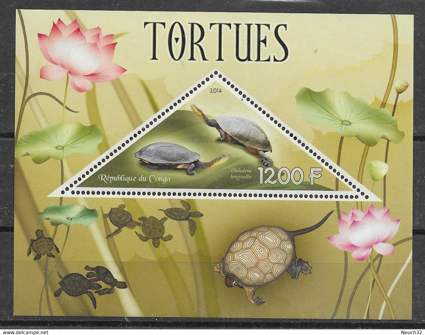 Tortue à Long Cou - Schildpadden