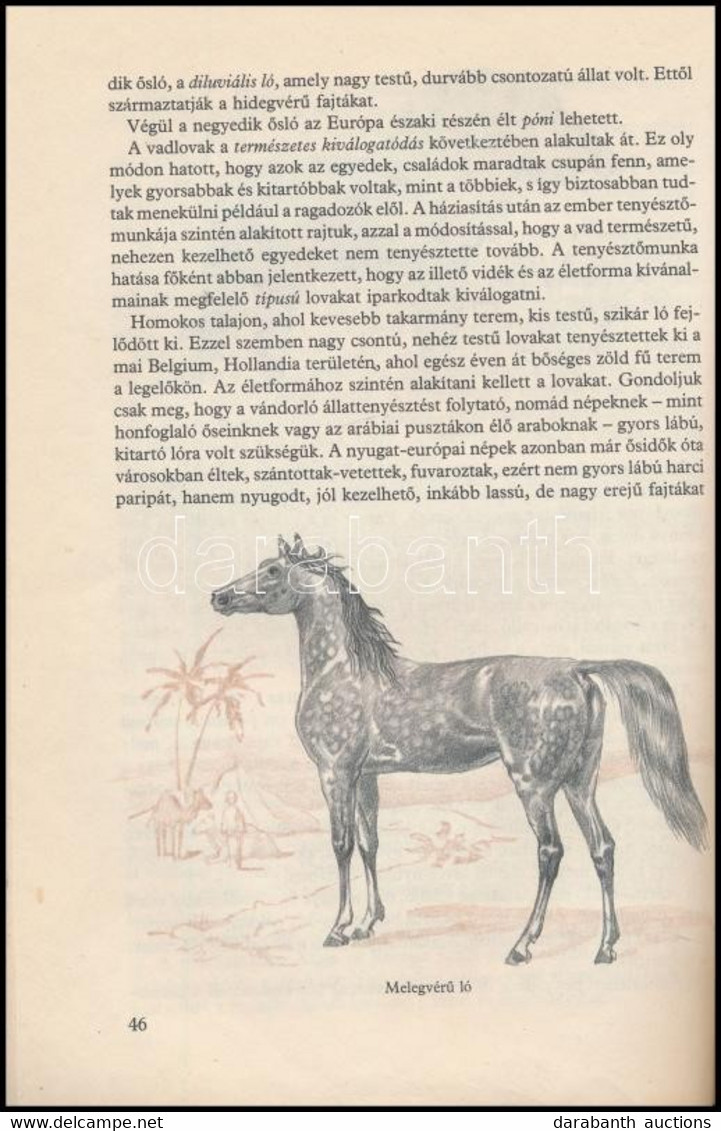 Holdas Sándor: Különös Vadászat. Csergezán Pál. Bp., 1969, Móra. Átkötött Műbőr-kötés, Volt Könyvtári Példány. - Unclassified