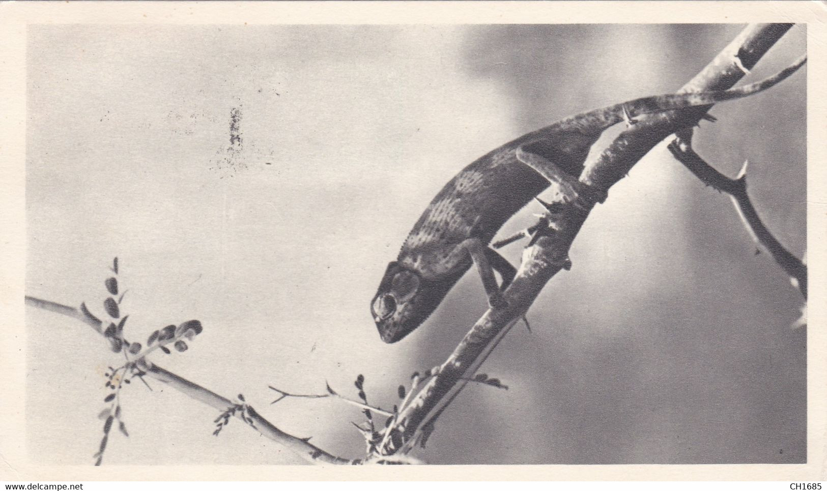 SIERRA LEONE:  Divers  Sur Carte Ionyl . CaD Freetown . Caméléon - Sierra Leone (...-1960)