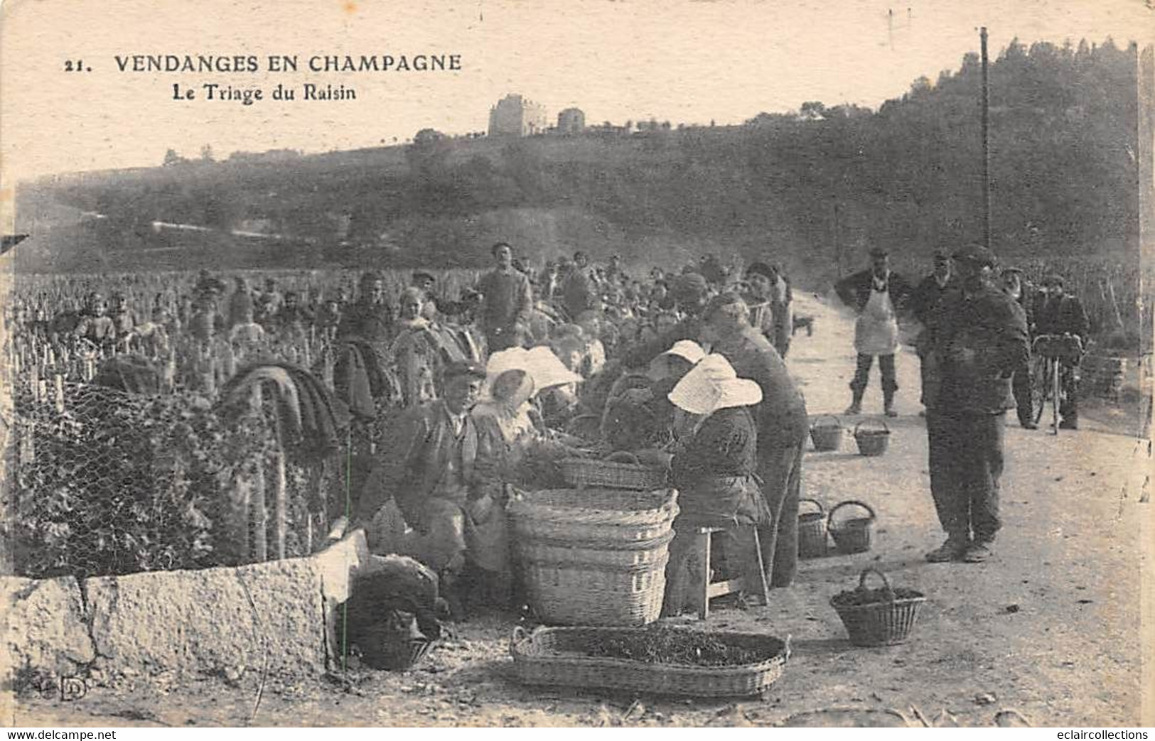 Divers . Non Classés    51     Vendange En Champagne.    Triage Du Raisin    N°21       (voir Scan) - Autres & Non Classés