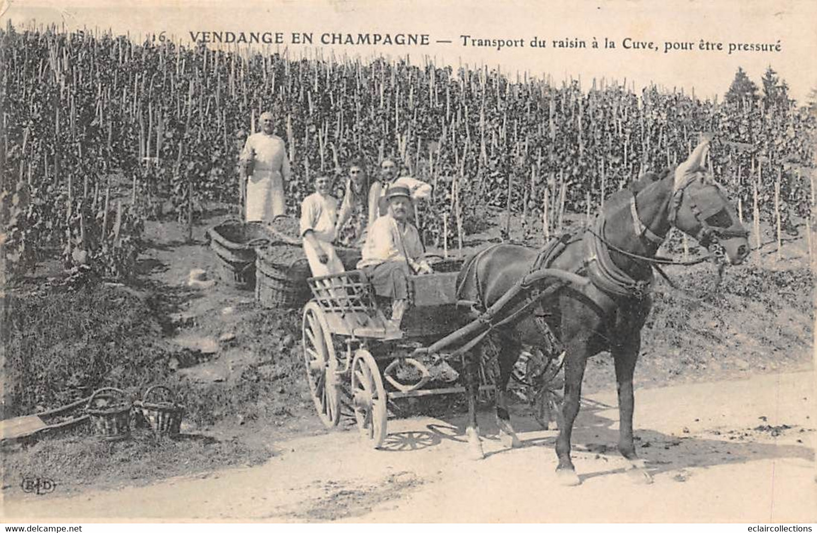 Divers . Non Classés    51     Vendange En Champagne Transport Du Raisin Pour Y être Pressuré   (voir Scan) - Sonstige & Ohne Zuordnung