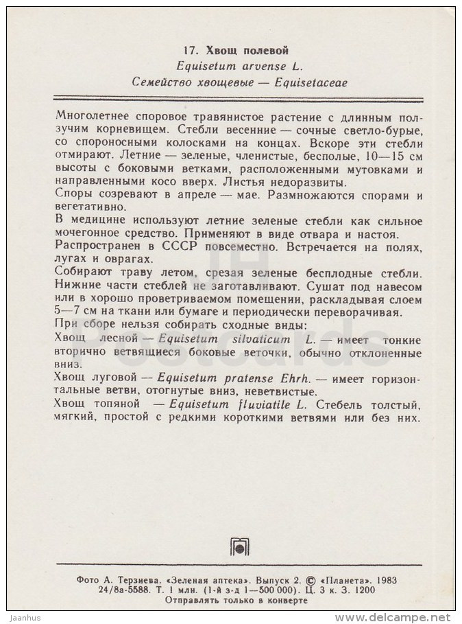 Field Horsetail - Equisetum Arvense - Medicinal Plants - 1983 - Russia USSR - Unused - Plantes Médicinales