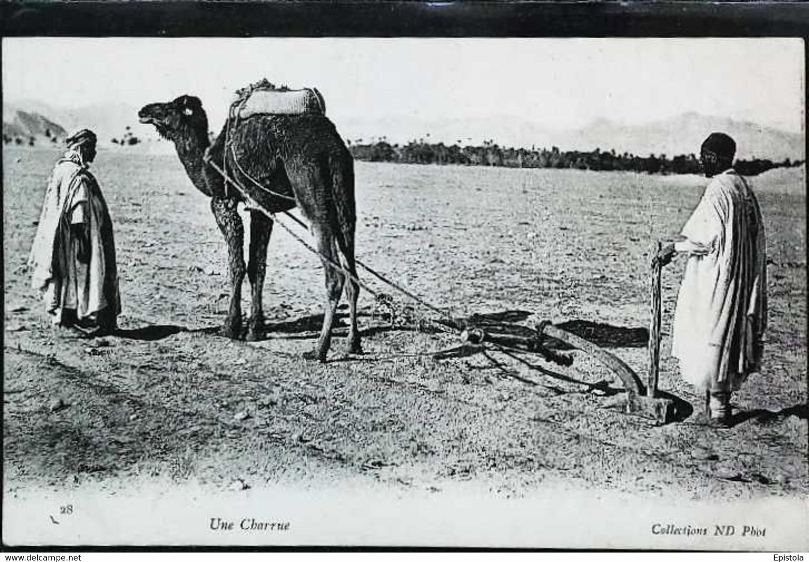►  CPA Attelage Charrue Chameau Camel - Attelages