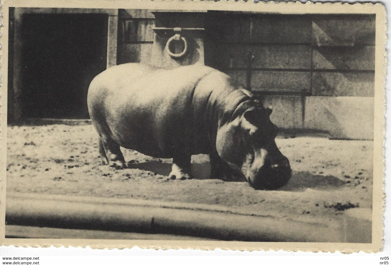 CPA ANIMAUX - HIPPOPOTAME Au Jardin Zoologique D'Anvers - Hippopotames