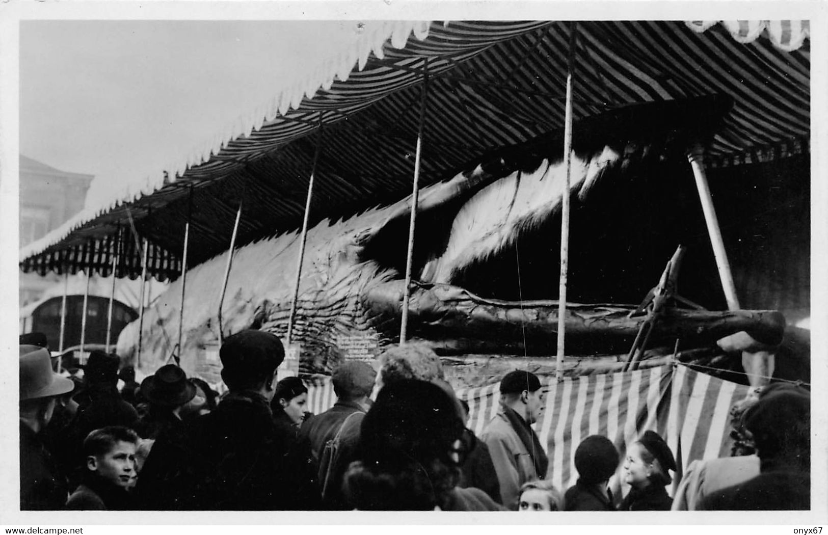 Carte Postale Photo ANVERS-Antwerpen-Exposition Ou Pêche Cétacé-Baleine-Cachalot EVENEMENT A SITUER ? - Visvangst