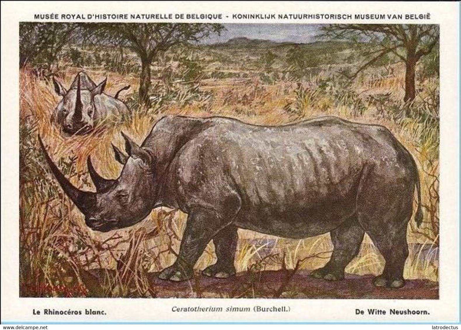 KBIN (ca 1935) - Zoogdieren Congo Beschermd - 24 - Rhinocéros Blanc, Witte Neushoorn, White Rhinoceros, Nashorn - Rhinozeros