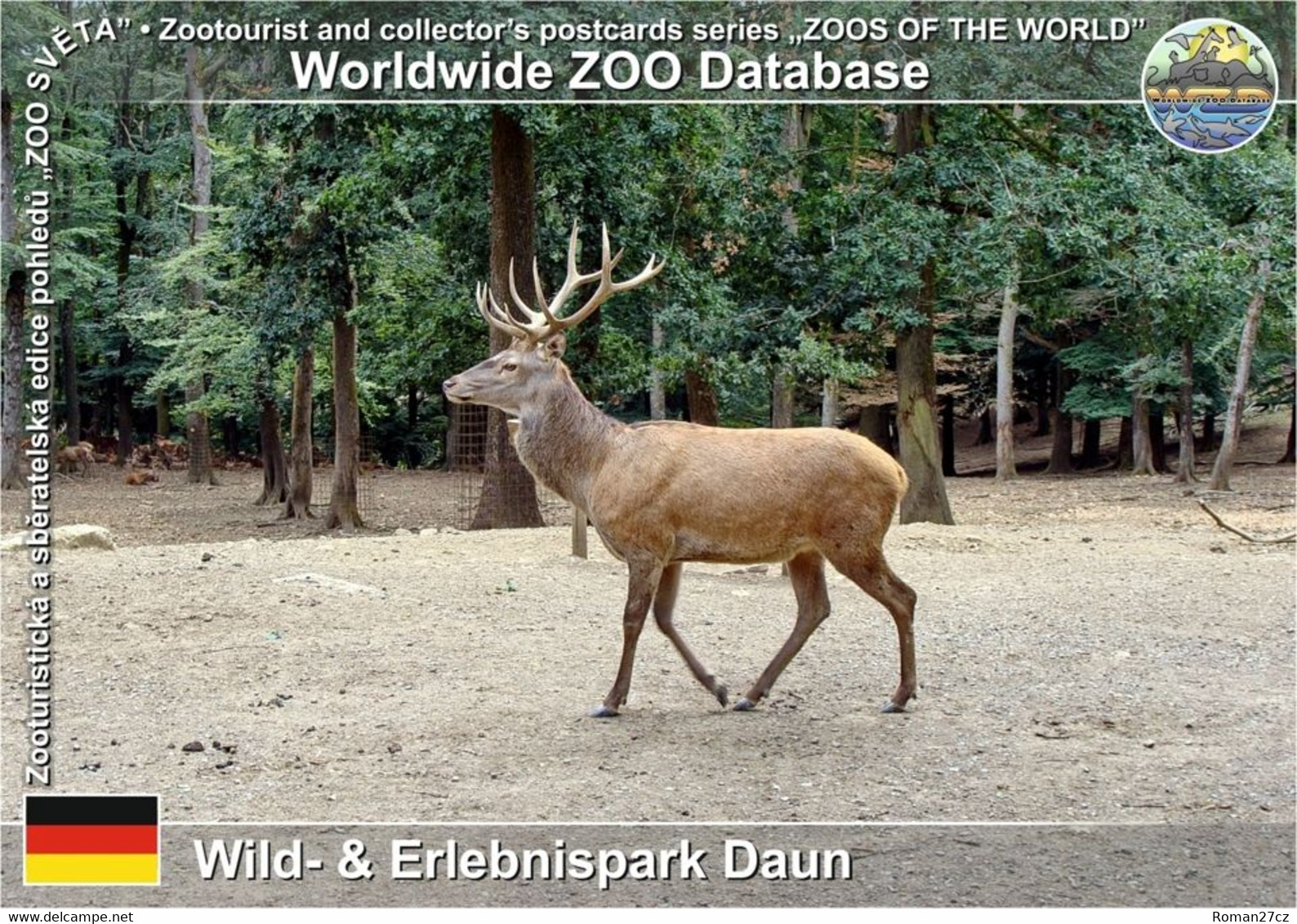 00901 Wild- & Erlebnispark Daun, DE - Central European Red Deer (Cervus Elaphus Hippelaphus) - Daun