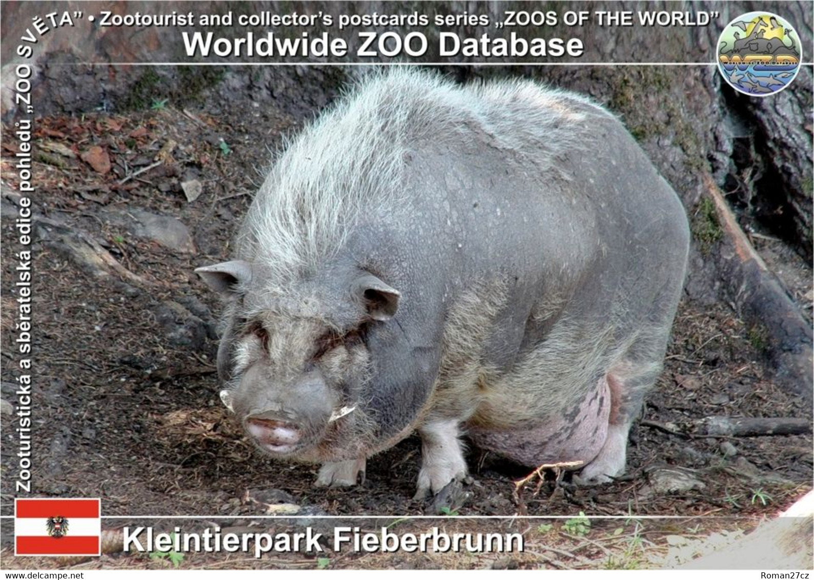 00908 Kleintierpark Fieberbrunn, AT - Vietnamese Pot-bellied Pig (Sus Scrofa F. Domestica "Vietnamese Pot-bellied Pig") - Fieberbrunn