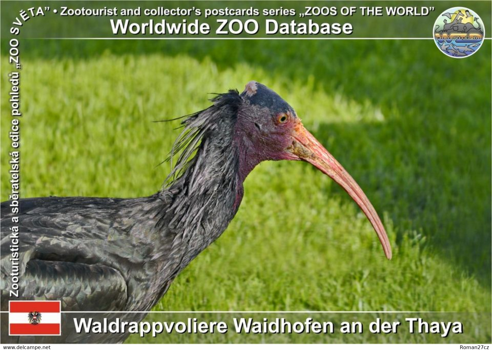 00914 Waldrappvoliere Waidhofen An Der Thaya, AT - Waldrapp (Geronticus Eremita) - Waidhofen An Der Thaya