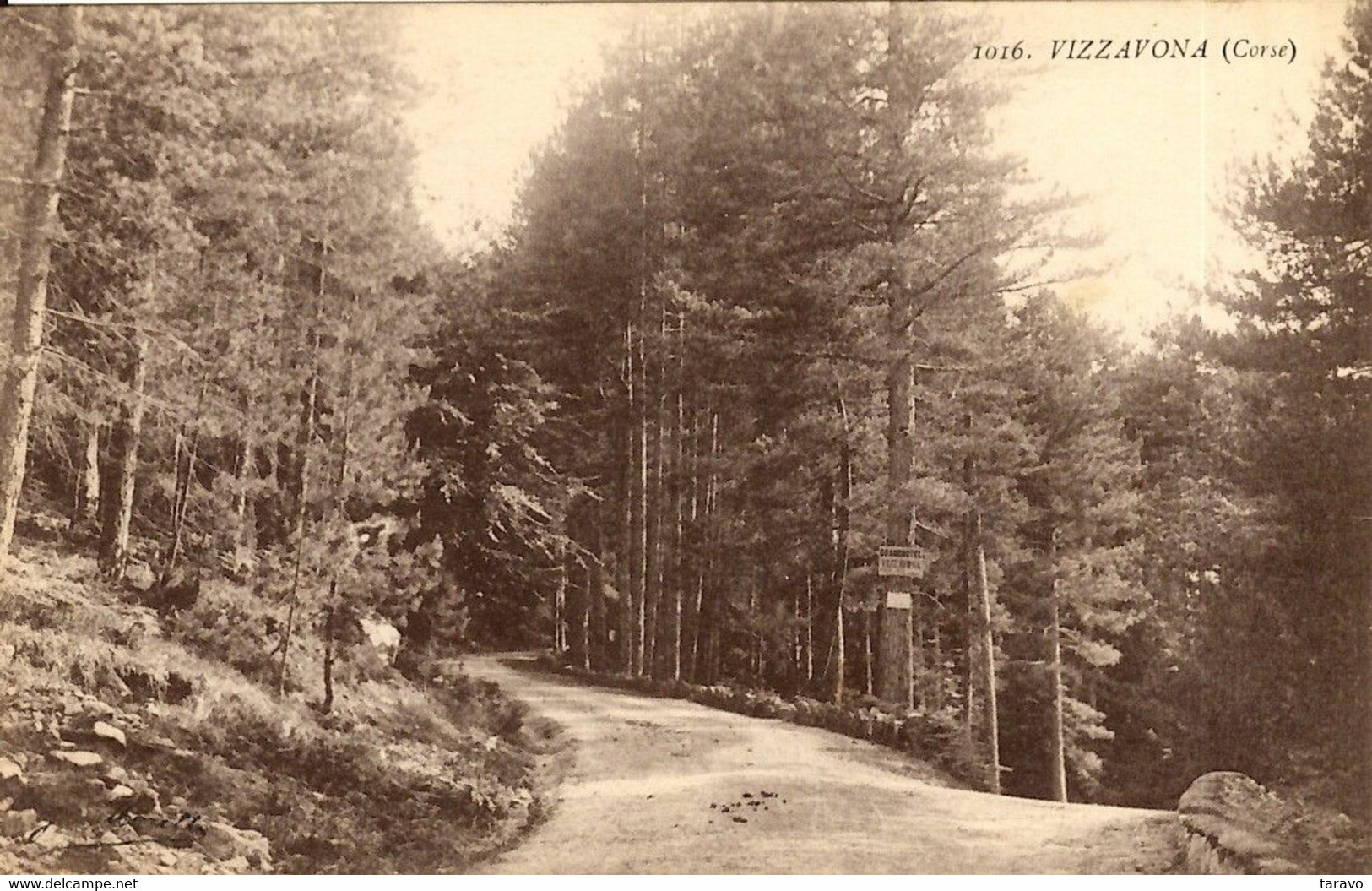 CORSE -  VIZZAVONA - La Route Nationale Traversant La Forêt - Sonstige & Ohne Zuordnung