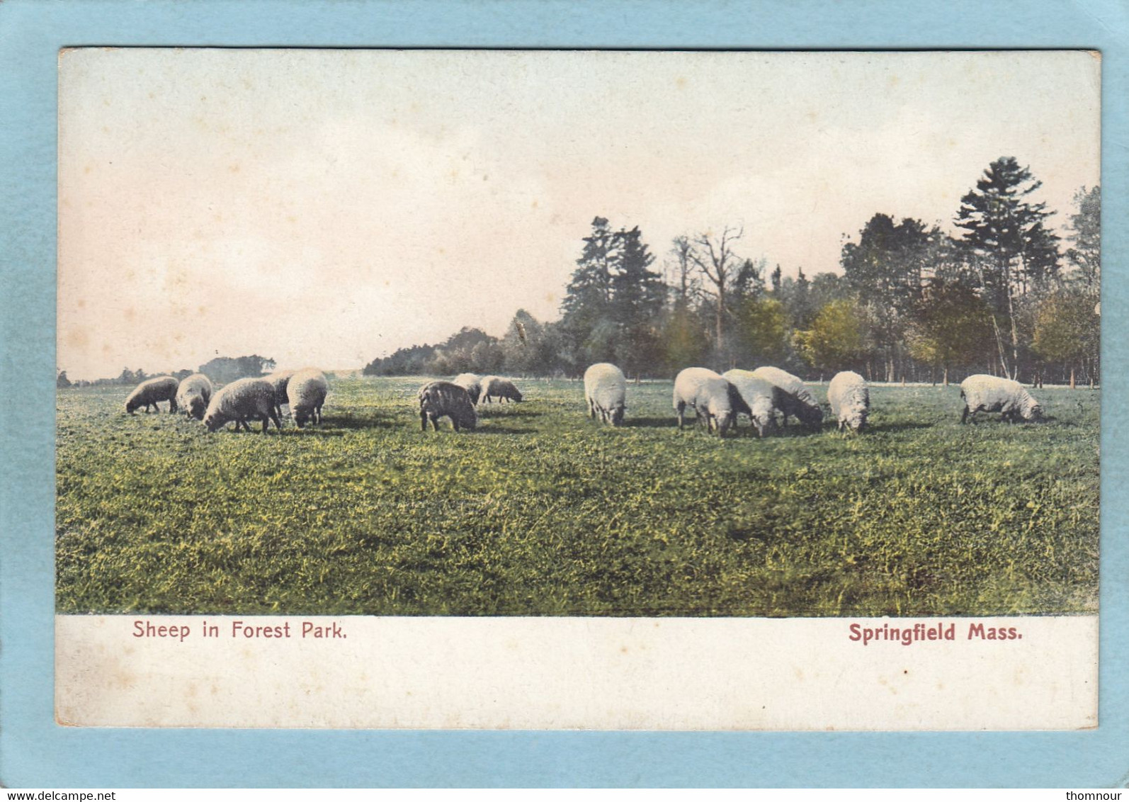 SPRINGFIELD  -  SHEEP  IN  FOREST  PARK  - - Springfield