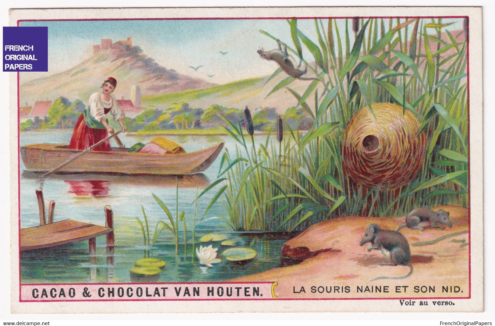 Rare Chromo 1900s Chocolat Van Houten La Souris Naine Et Son Nid Musaraigne Canotage Roseaux Nenuphar Mouse A44-38 - Van Houten