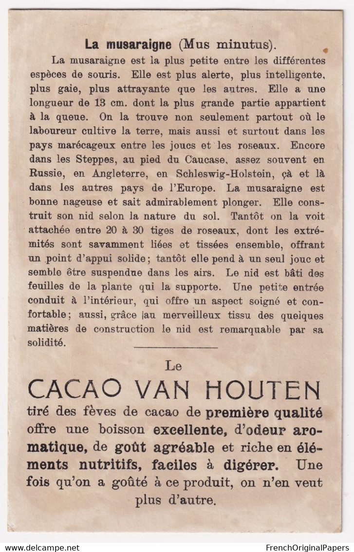 Rare Chromo 1900s Chocolat Van Houten La Souris Naine Et Son Nid Musaraigne Canotage Roseaux Nenuphar Mouse A44-38 - Van Houten