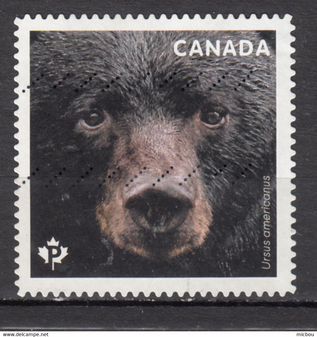 #26, Canada, Ours, Bear - Usados