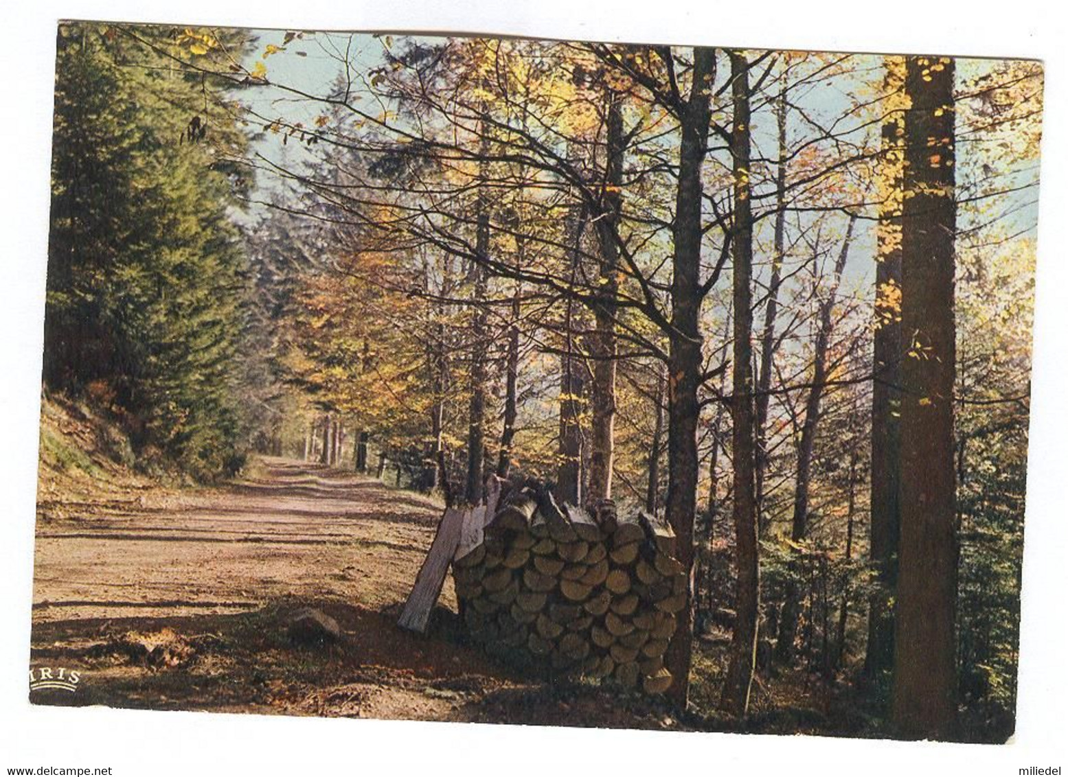 H067 - ALLEMAGNE - Dahn - Route Forestière - Waldpfad - Forest Path - Dahn