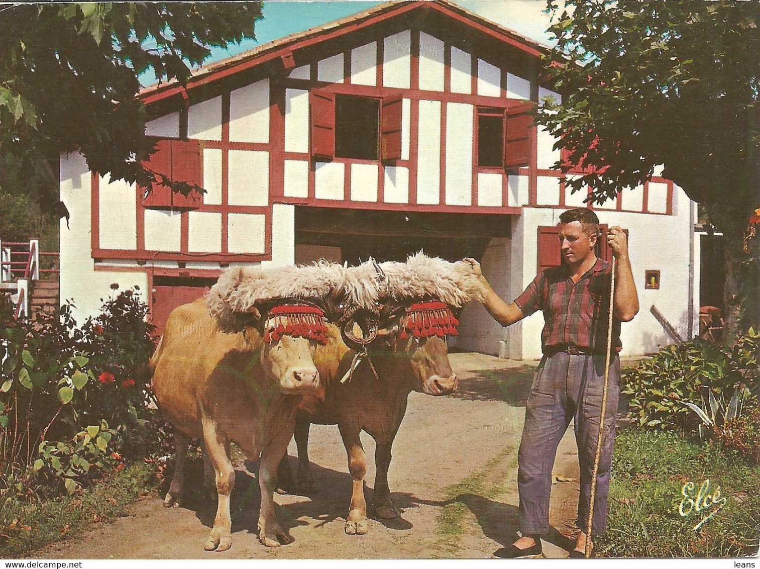 PAYS BASQUE  ATTELAGE DE BOEUFS BASQUE Avec Leur Fourrure Et Leur Chasse Mouche ( 2 ) - Wagengespanne