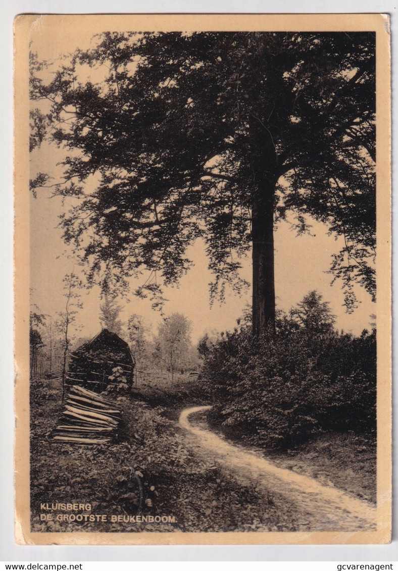 KLUISBERG  DE GROOTSTE BEUKENBOOM - Kluisbergen