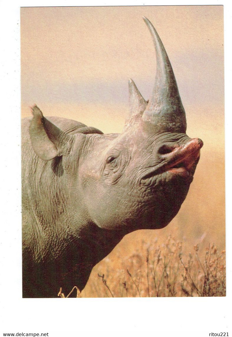 Cpm - Black Rhinocéros - TANZANIA - 1997 - Neushoorn