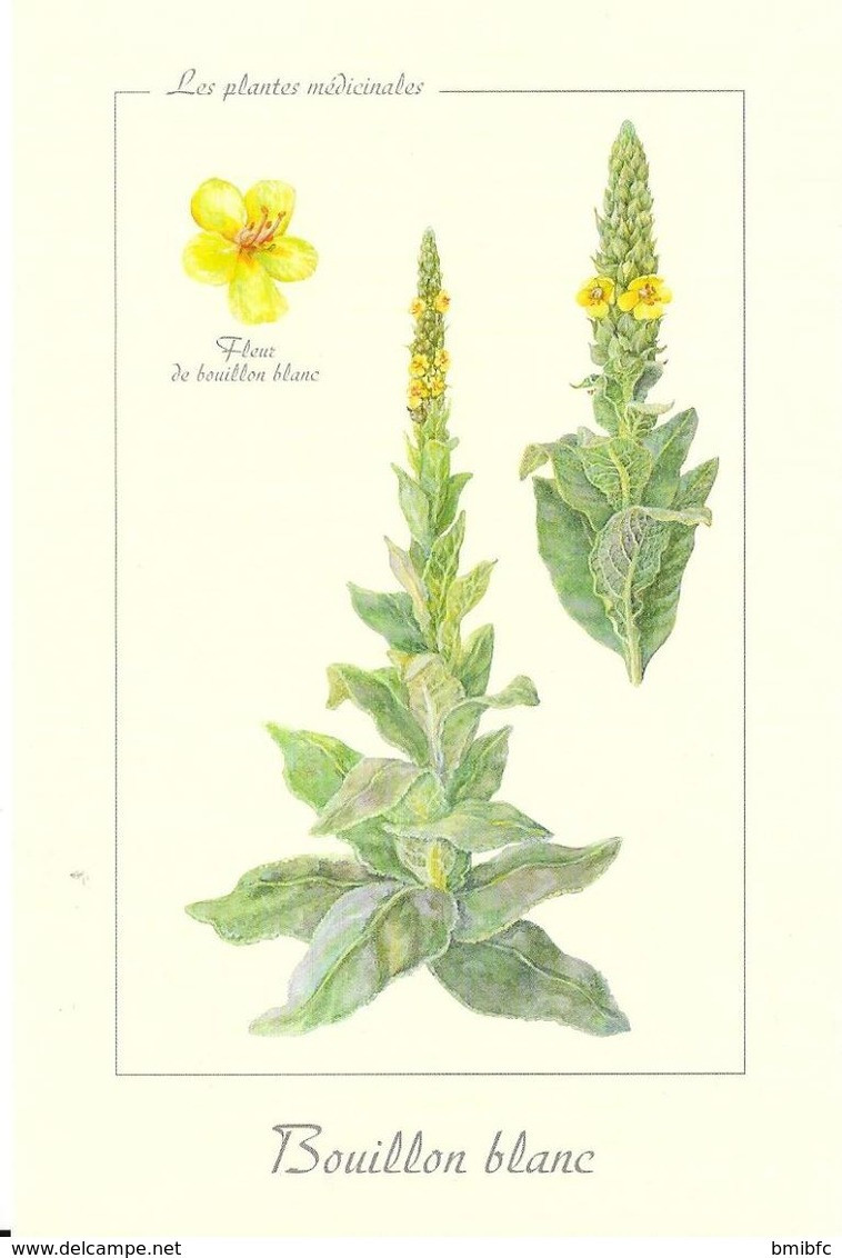 *     Les Plantes Médicinales : Bouillon Blanc - Medicinal Plants