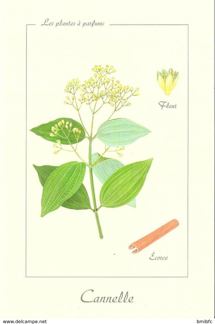 Les Plantes à Parfums : Cannelle - Geneeskrachtige Planten