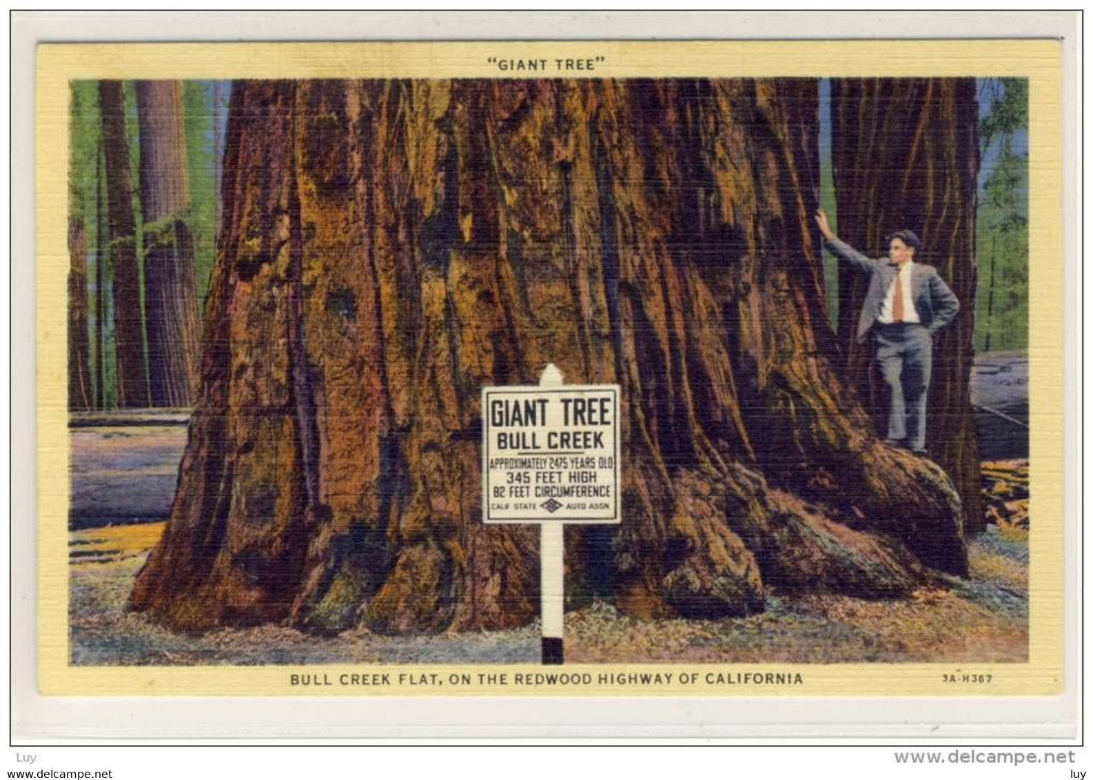 GIANT TREE - Bull Creek Flat, On The Redwood Highway Of California - American Roadside