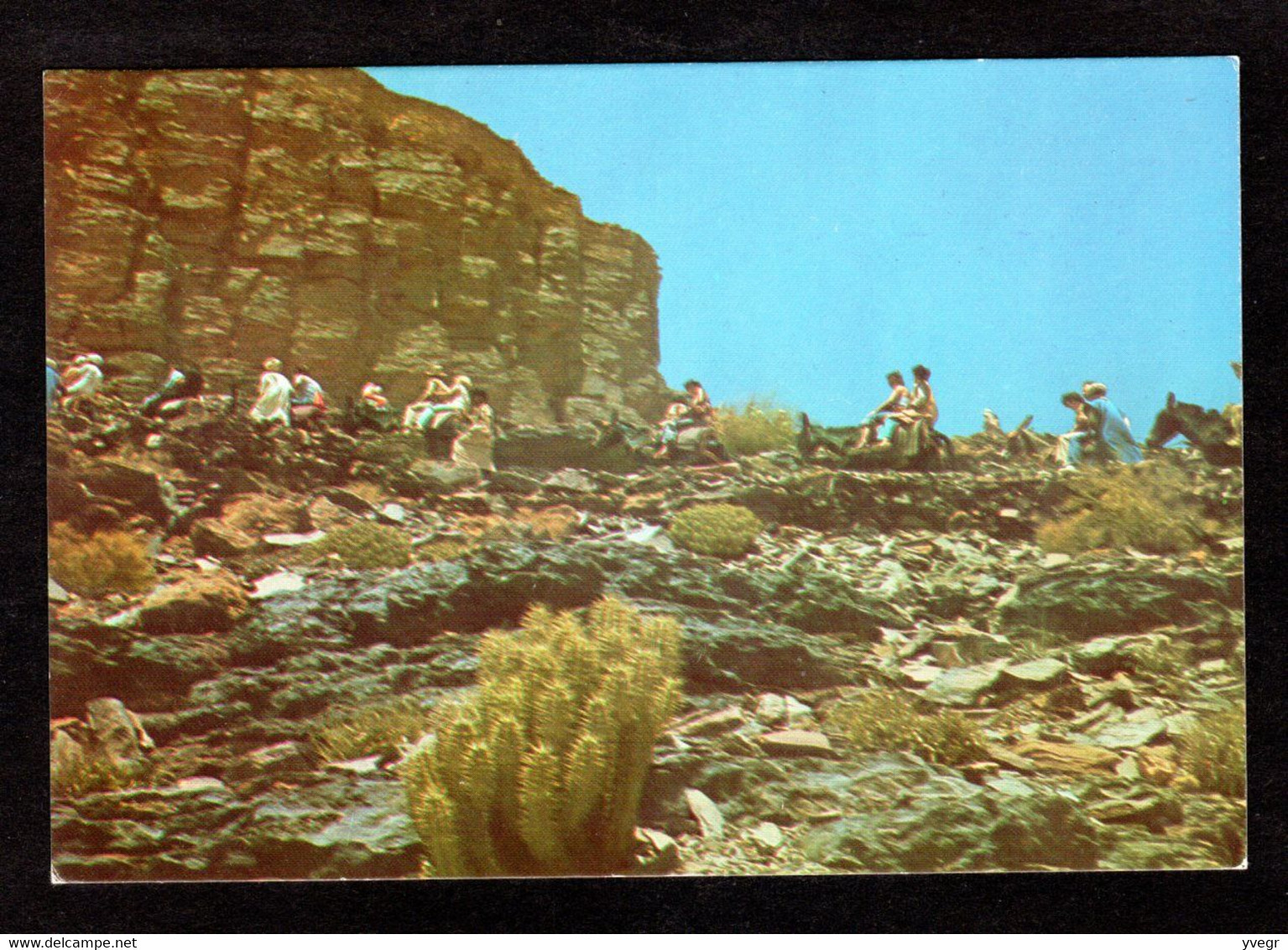 - RARE - Algérie - Les Touristes Avec Les Guides , Sur Des Mulets ( Ouhila Lahcen  Ref: 11015 ) - El-Oued