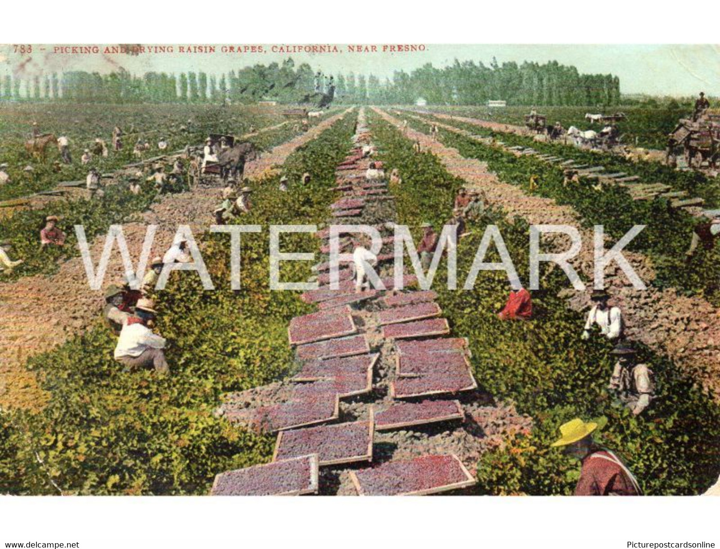 PICKING AND DRYING RAISEN GRAPES CALIFORNIA OLD COLOUR POSTCARD NEAR FRESNO AMERICA USA - Fresno