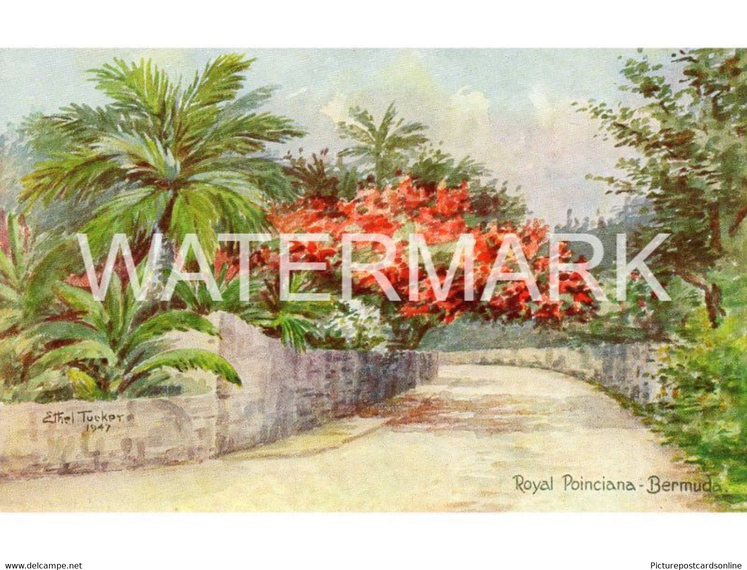 BERMUDA ROYAL POINCIANA OLD ART COLOUR POSTCARD ANTILLES BY ETHEL & C. F. TUCKER NO74 PLAIN BACK POSTCARD - Bermuda