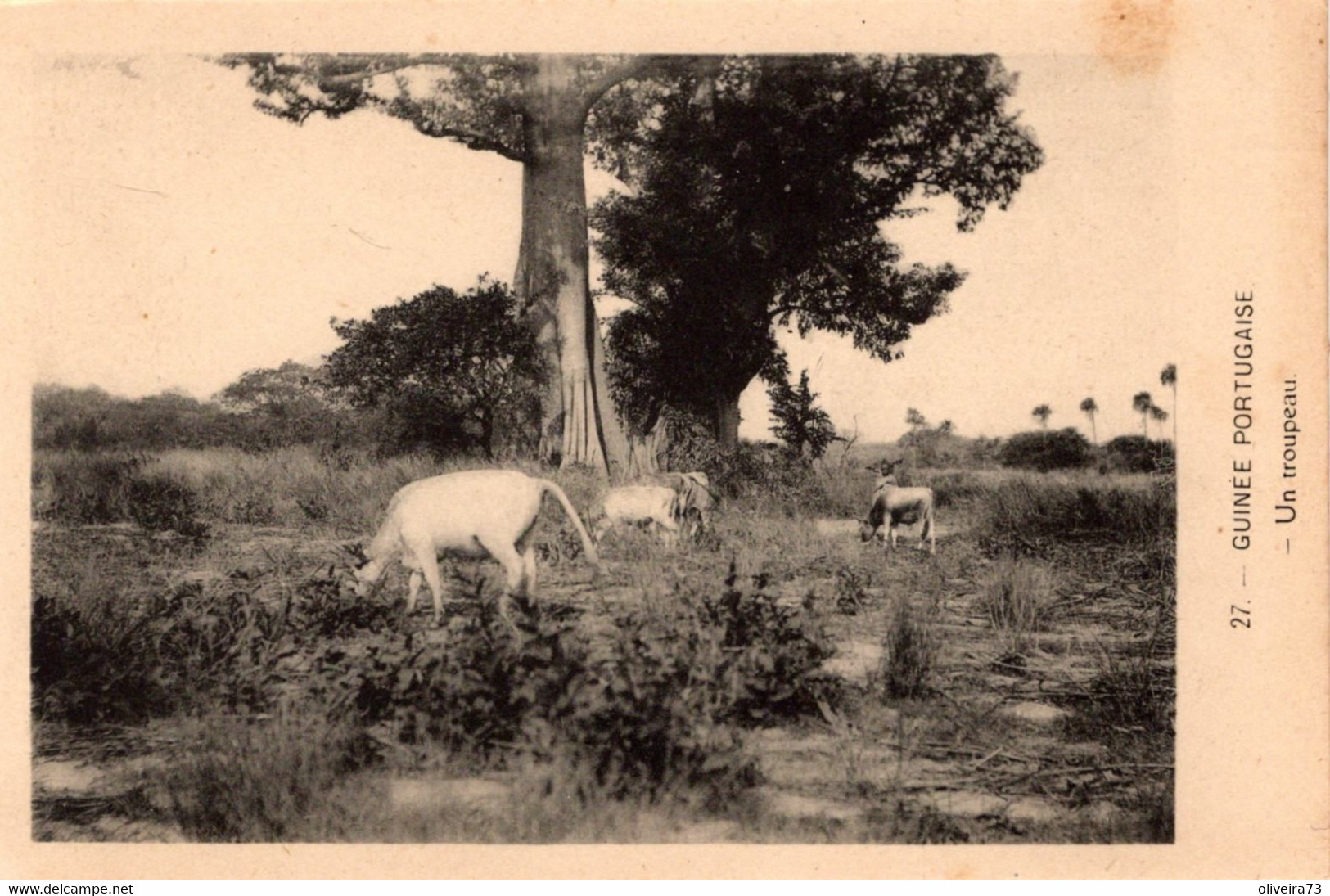 GUINÉ  PORTUGUESA - Un Troupeau - Guinea Bissau