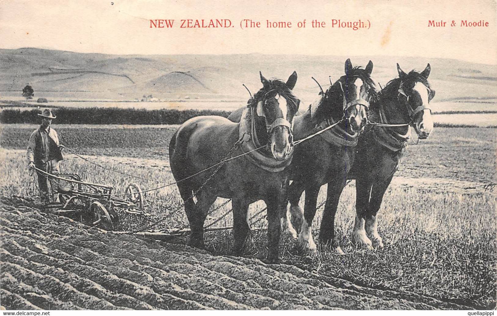 M012325 "NEW ZEALAND (THE HOME OF THE PLOUGH.)" -VERA FOTO-CART NON SPED - Nouvelle-Zélande