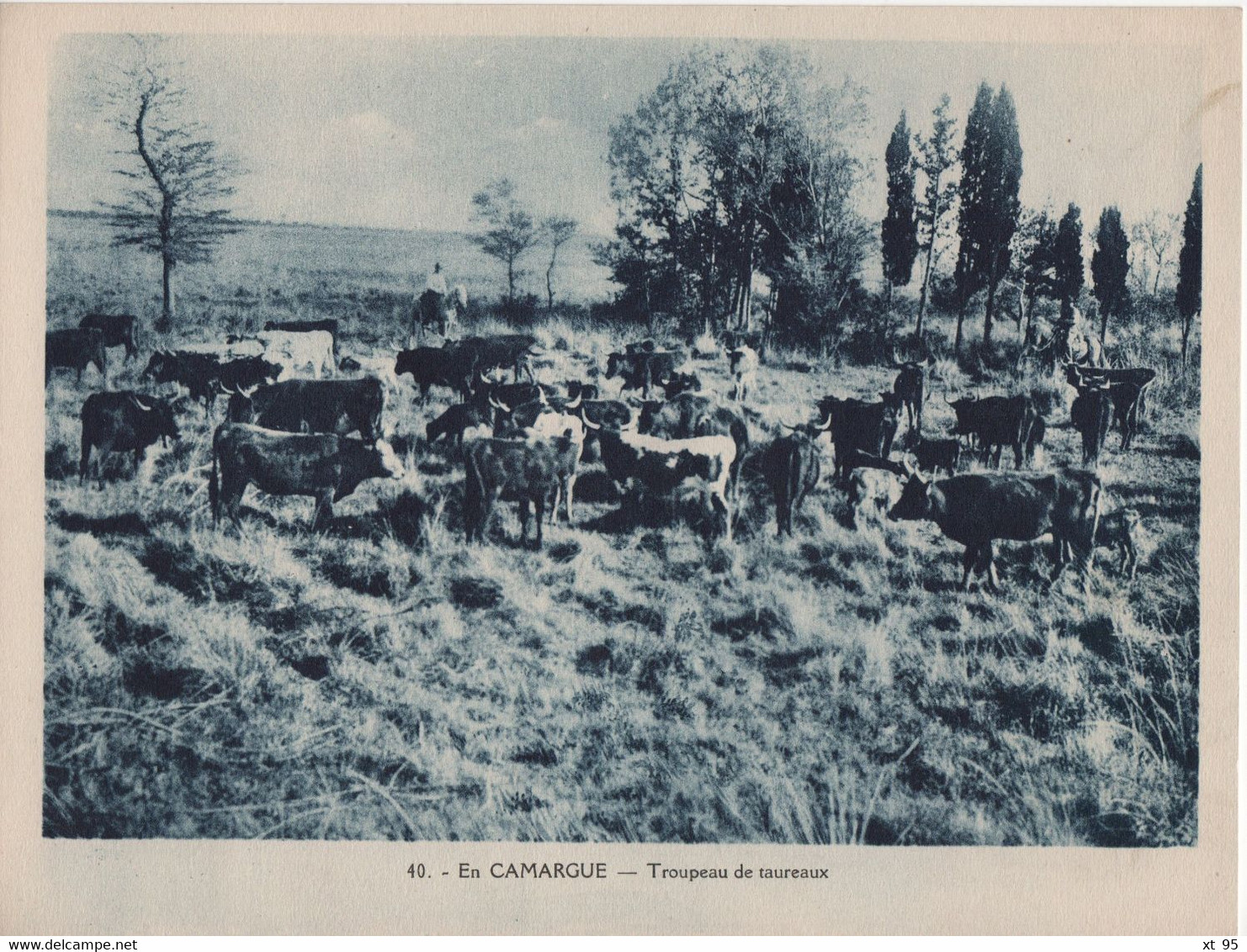 Pour L'Enseignement Vivant (24x18cm) - Vues Geographiques - En Camargue - Troupeau De Taureaux - Géographie