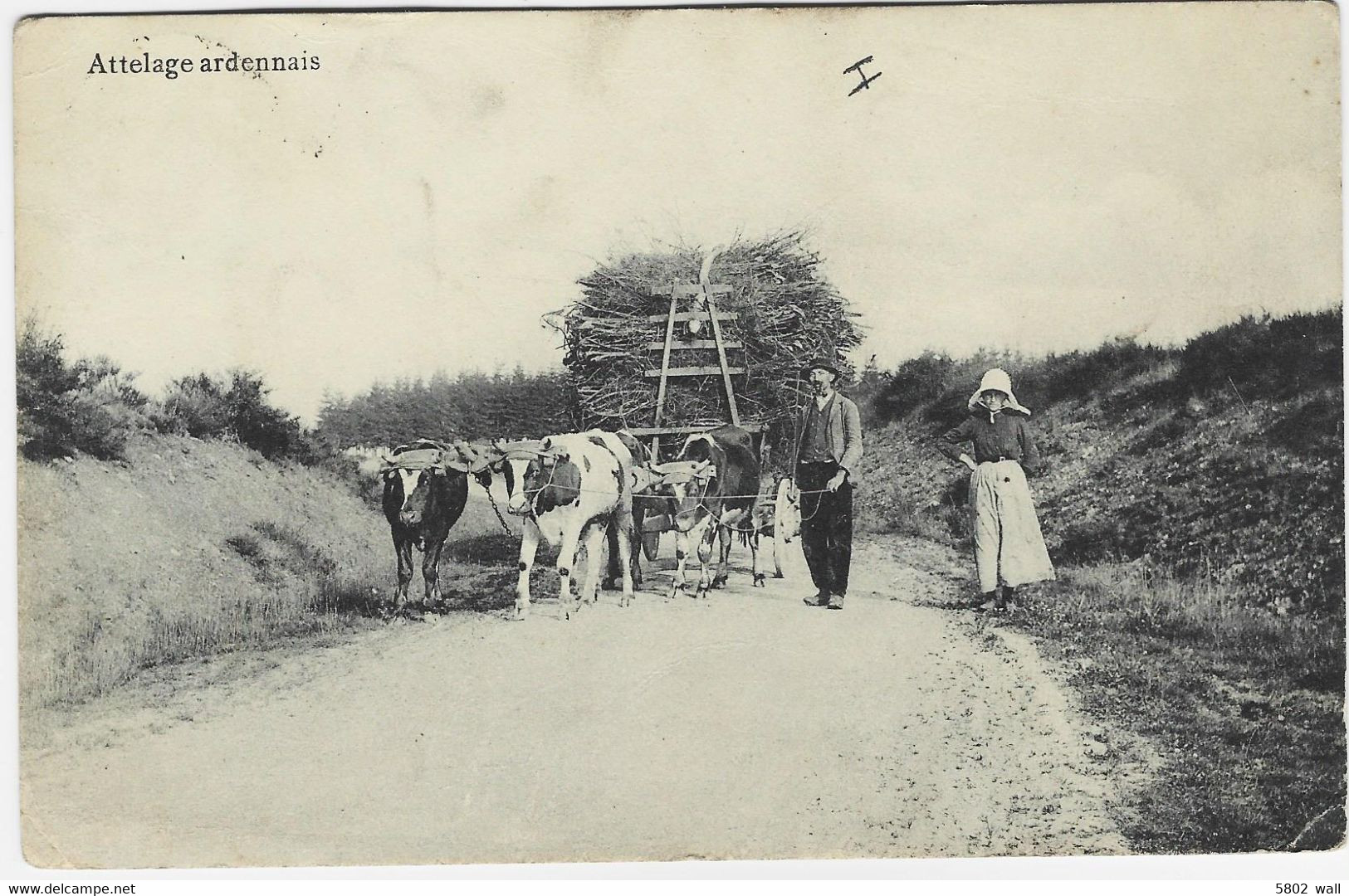 (AYWAILLE) : Attelage Ardennais - Photo Prise Sur Les Hauteurs D'Aywaille - Aywaille