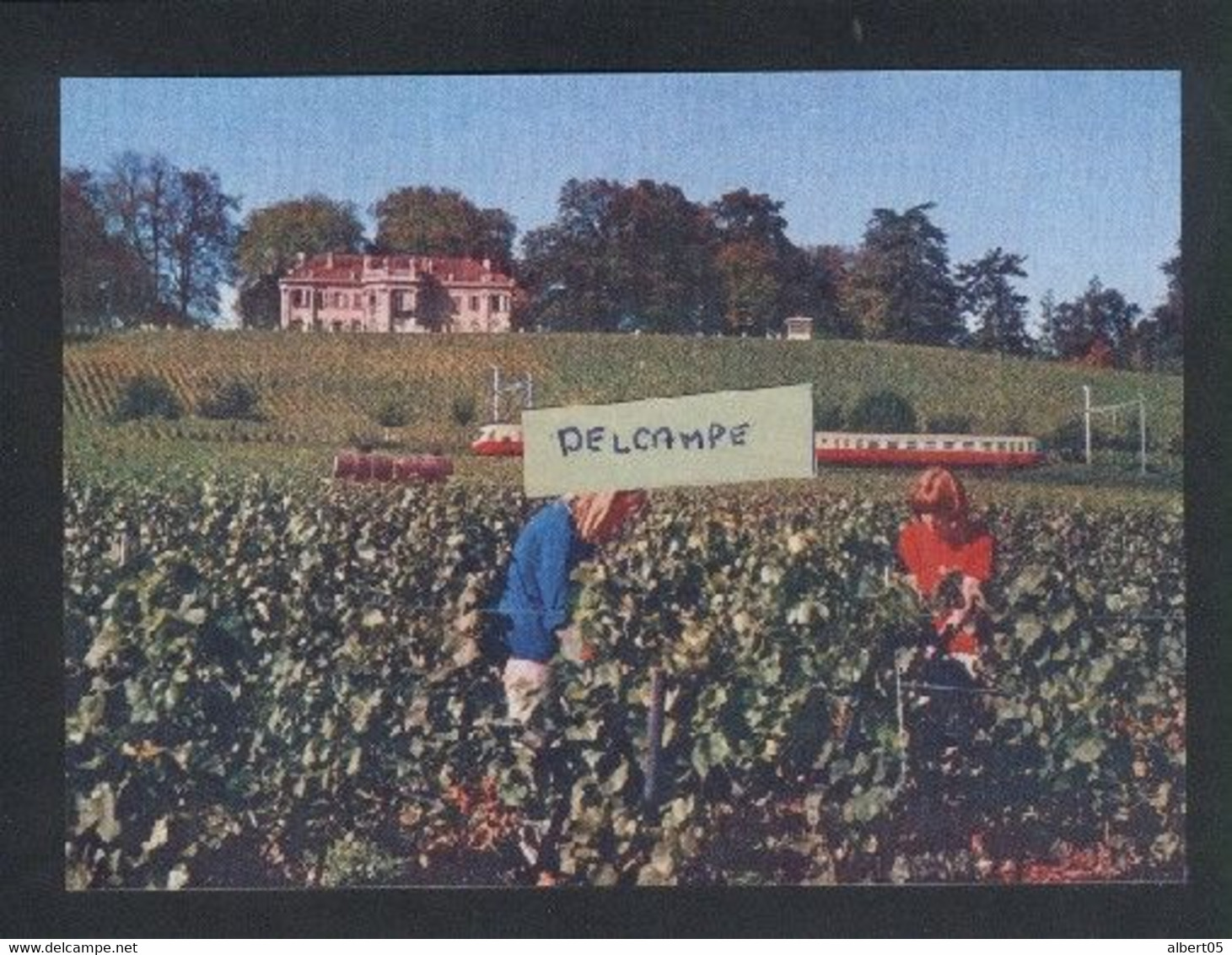 Château De Crans Près De Nyon - Années 60 - Raisins - Vendanges - Reproduction - Crans