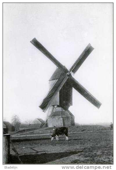 BROECHEM Bij Ranst (Antw.) - Molen/moulin - Verdwenen Vremdermolen, Hier Nog In Werking Met Volle Zeilen. Prachtkaart! - Ranst