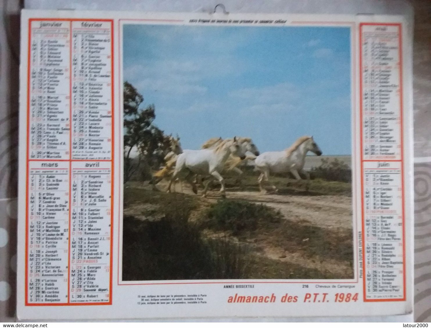 Almanach  Calendrier Poste Chien  Epagneul Breton   Chevaux De Camargue Oller 1984 - Autres & Non Classés